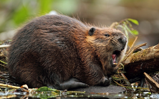 Beaver yawning woods outdoors realistic free wallpaper for desktop - medium preview image
