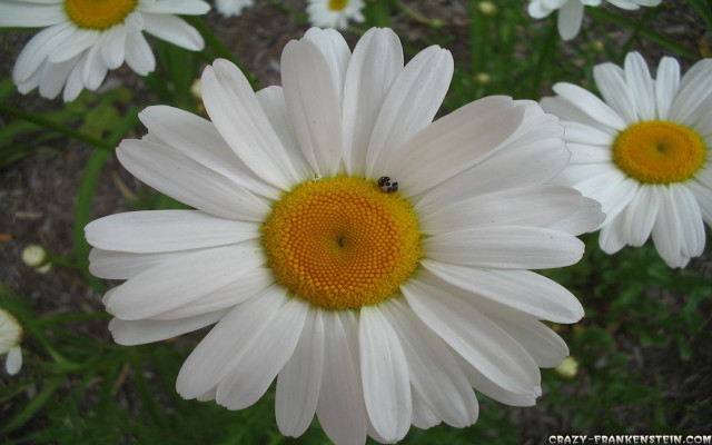 Bee white flower yellow center free wallpaper for desktop - medium preview image