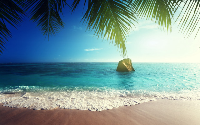 Beach rock palm tree sky free wallpaper for desktop - medium preview image