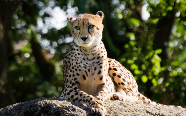 Cheetah rock sun trees blurry free wallpaper for desktop - medium preview image