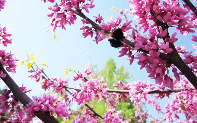 Bee pink flower branch blue #2 free wallpaper for desktop - medium preview image