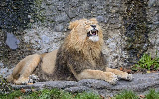 Lion yawning rock outdoors nature free wallpaper for desktop - medium preview image