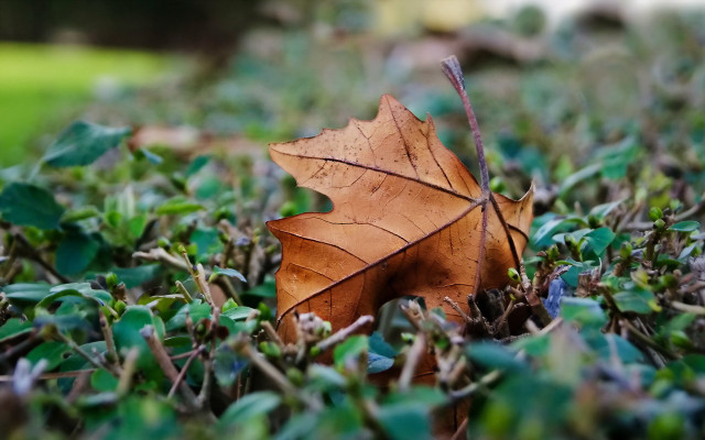 Leaf grass blurry bokeh macro free wallpaper for desktop - medium preview image
