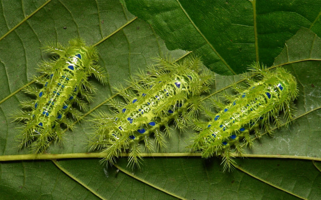 Caterpillars leaf forest blue dots free wallpaper for desktop - medium preview image