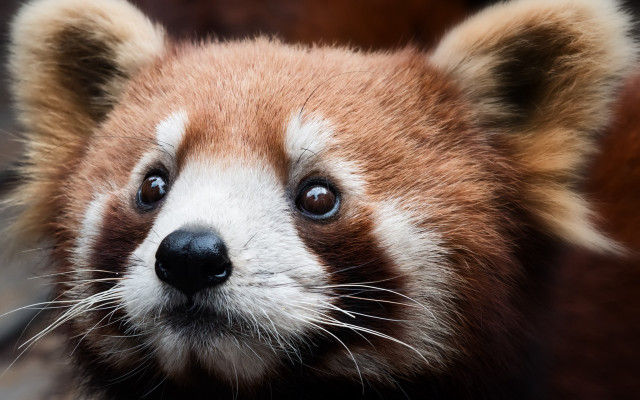 Red panda closeup blurry background free wallpaper for desktop - medium preview image