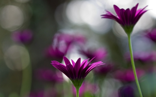 Purple flower bokeh macro shallow #2 free wallpaper for desktop - medium preview image
