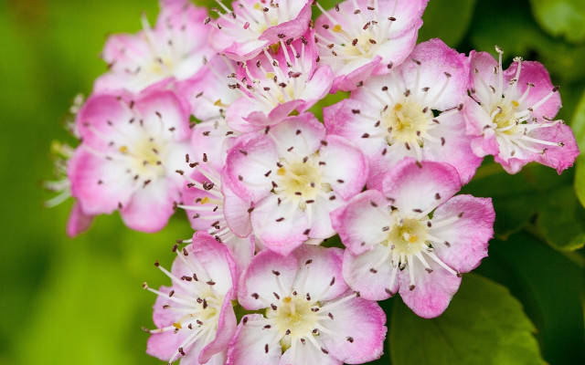 Pink flowers white centers green free wallpaper for desktop - medium preview image