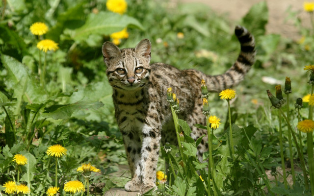 Cat field yellow flowers dirt free wallpaper for desktop - medium preview image