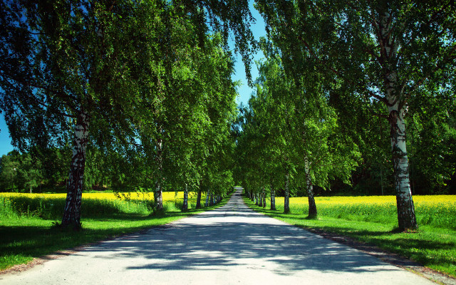 Road trees grass yellowflowers landscape #2 free wallpaper for desktop - medium preview image