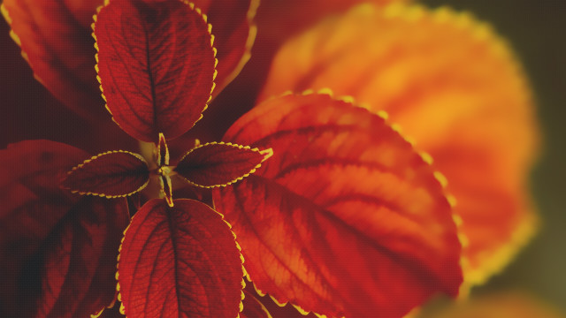 Red yellow flower leaves stem free wallpaper for desktop - medium preview image