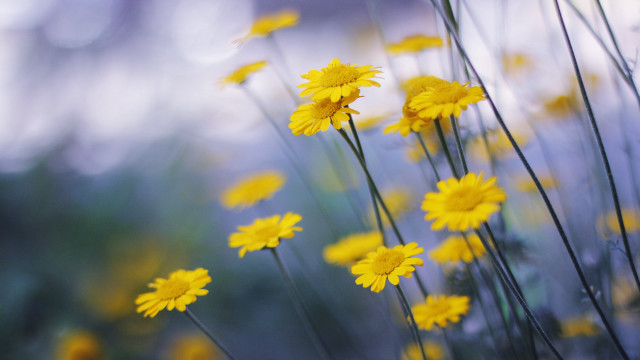 Yellow flowers grass blurry background #2 free wallpaper for desktop - medium preview image