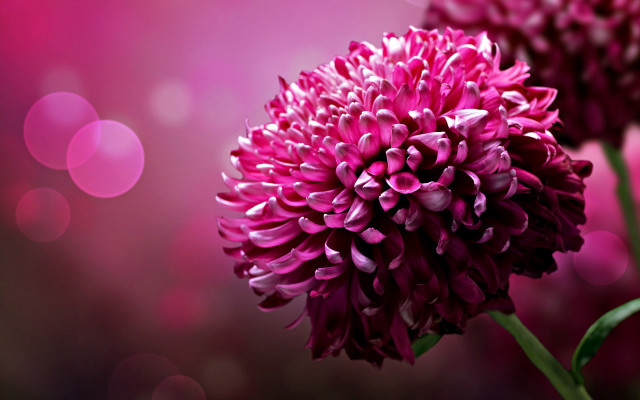 Flower bokeh macro sparkle lens free wallpaper for desktop - medium preview image