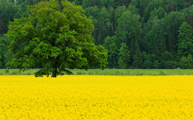 Lone tree yellow flower field #2 free wallpaper for desktop - medium preview image