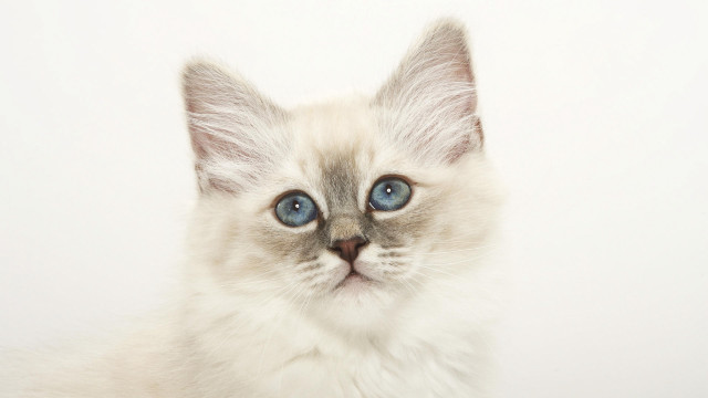 White kitten blue eyes photorealistic free wallpaper for desktop - medium preview image
