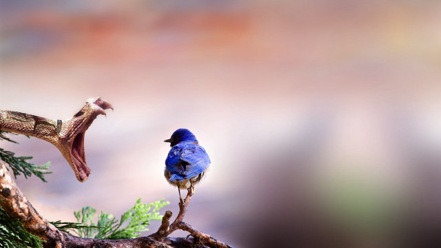 Blue bird perched branch outdoors free wallpaper for desktop - medium preview image