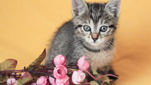 Kitten flowers yellow background pink free wallpaper for desktop - medium preview image
