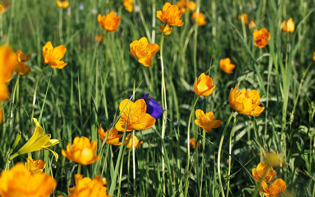 Yellow flower blue bird autumn free wallpaper for desktop - medium preview image