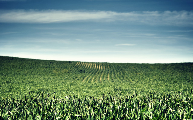 Green field blue sky trees #4 free wallpaper for desktop - medium preview image