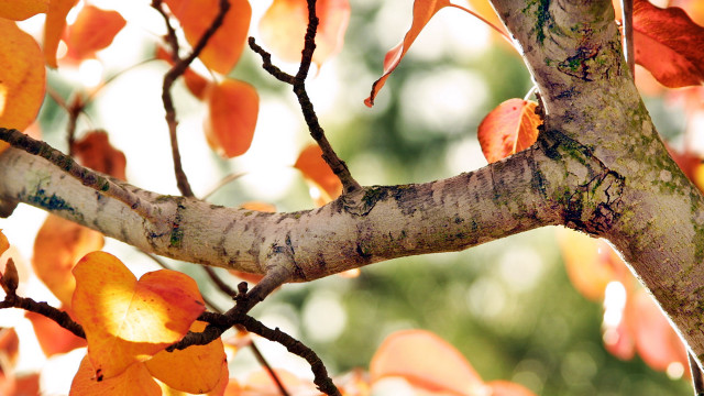 Orange tree white bark green free wallpaper for desktop - medium preview image