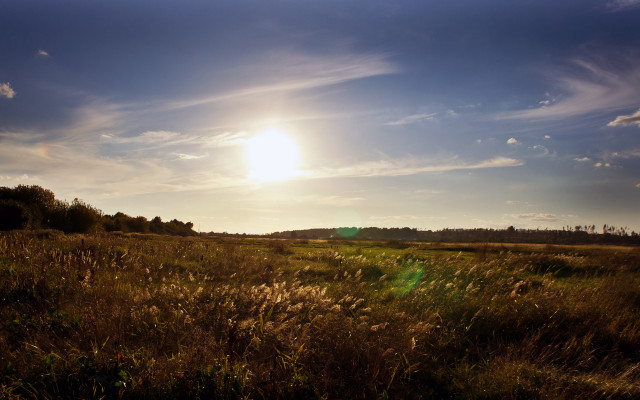 Grass trees sky sun clouds free wallpaper for desktop - medium preview image