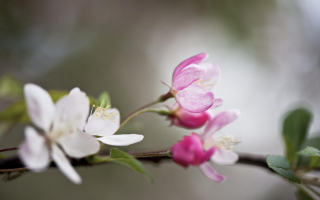 Pink white flower butterfly bokeh free wallpaper for desktop - medium preview image