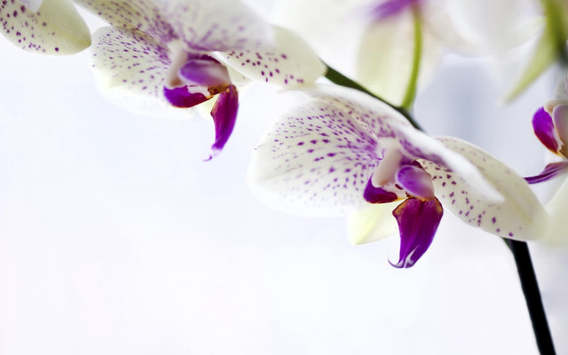Flower purple spots macro stem free wallpaper for desktop - medium preview image