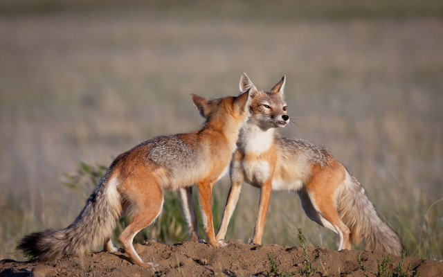 Two foxes dirt hill grass free wallpaper for desktop - medium preview image