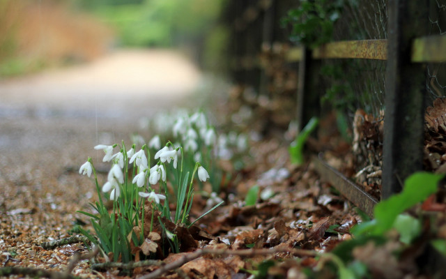 Flowers fence leaves grass bokeh free wallpaper for desktop - medium preview image