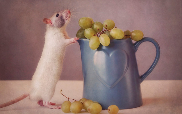 Mouse blue pitcher grapes tablecloth free wallpaper for desktop - medium preview image