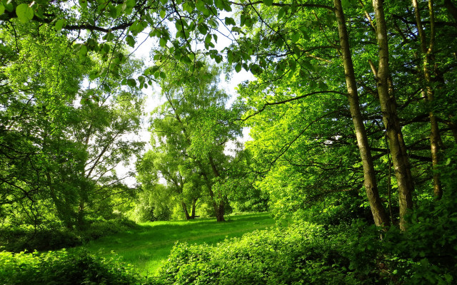 Lush green forest trees bushes free wallpaper for desktop - medium preview image