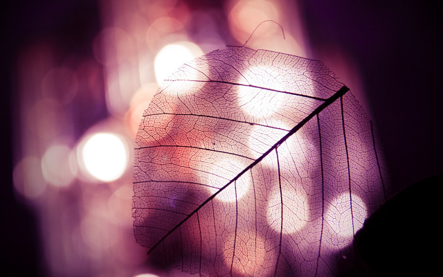 Leaf macro fishnets moon night free wallpaper for desktop - medium preview image