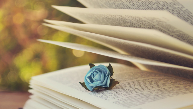 Blue rose book blurry background free wallpaper for desktop - medium preview image