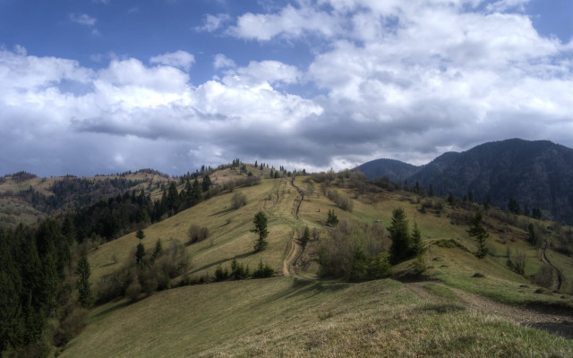 Grassy hill dirt road trees free wallpaper for desktop - medium preview image