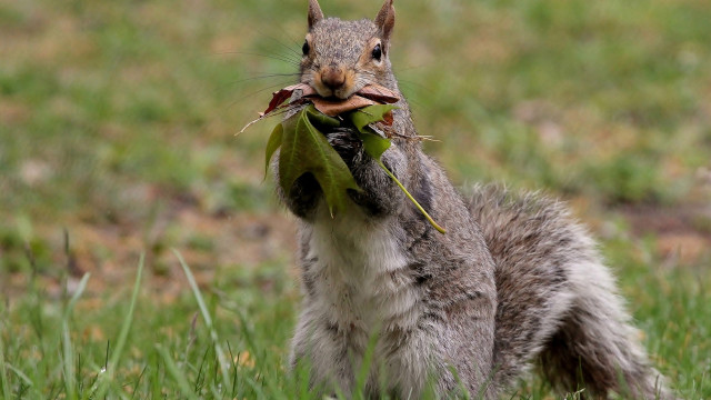Squirrel eating leaf wood ecological free wallpaper for desktop - medium preview image