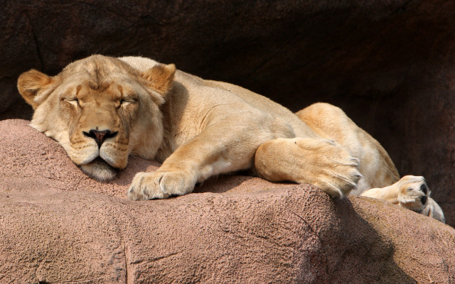 Lion rock sleeping precisionism digital free wallpaper for desktop - medium preview image
