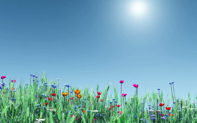Field of flowers bright blue #2 free wallpaper for desktop - medium preview image
