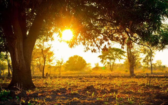 Autumn sunset forest light bush free wallpaper for desktop - medium preview image