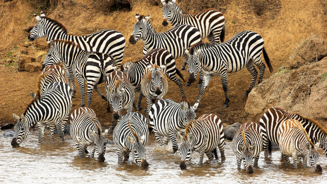 Zebras water rockycliff outdoors wildlife free wallpaper for desktop - medium preview image