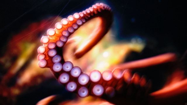 Octopus tentacles ocean bright water free wallpaper for desktop - medium preview image