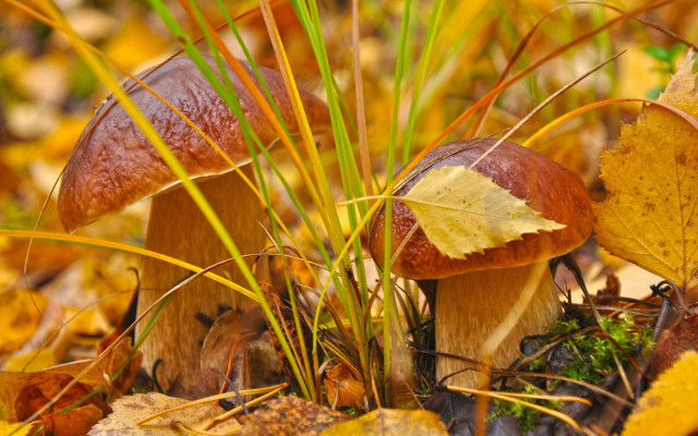 Mushrooms forest leaves autumn blurry free wallpaper for desktop - medium preview image