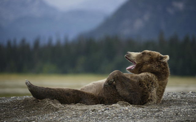 Brown bear rocky beach mountains free wallpaper for desktop - medium preview image