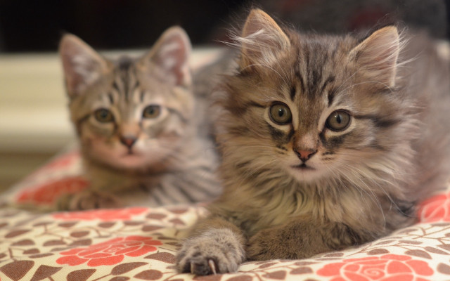 Kittens laying bed sad look free wallpaper for desktop - medium preview image