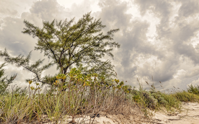Tree beach cloudy sky autumn free wallpaper for desktop - medium preview image