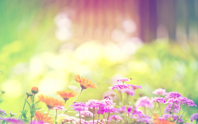 Flower field sunshine blurry background free wallpaper for desktop - medium preview image