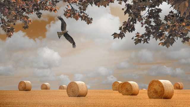 Bird hay bales clouds tree free wallpaper for desktop - medium preview image