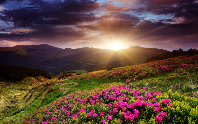 Flower field sunset mountains nature free wallpaper for desktop - medium preview image