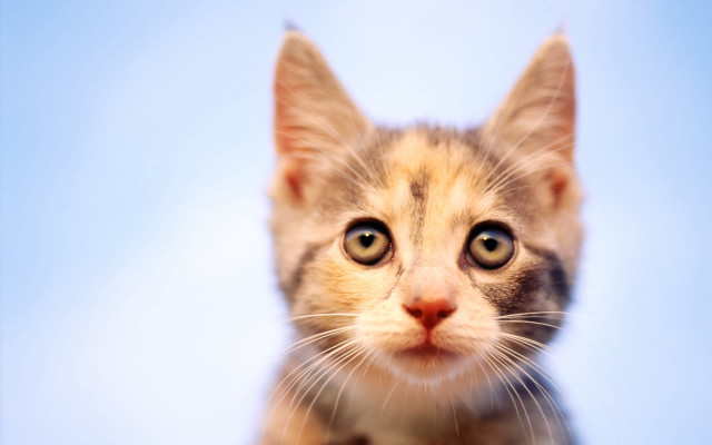 Kitten sad eyes blue sky free wallpaper for desktop - medium preview image