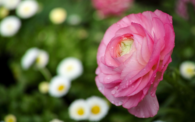 Pink flower water droplets bokeh free wallpaper for desktop - medium preview image