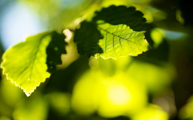 Leaf sharpened bokeh sunshine macro free wallpaper for desktop - medium preview image