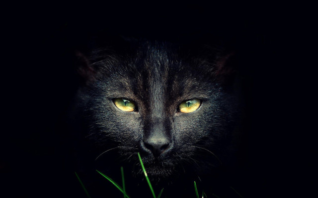 Black cat yellow eyes gothic #6 free wallpaper for desktop - medium preview image
